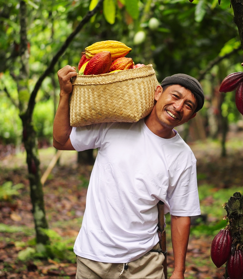 Why Cocoa Prices are Rising this Year?