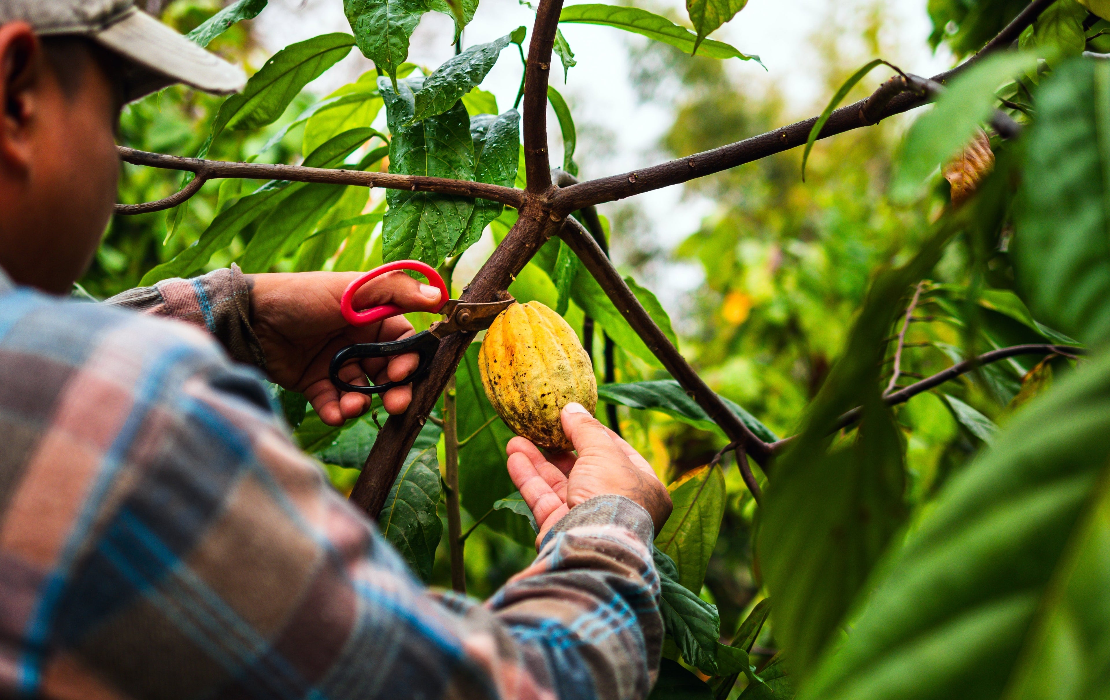 7 Reasons Why Our Cacao Is Superior
