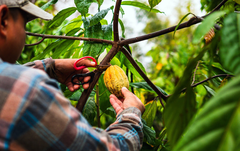 7 Reasons Why Our Cacao Is Superior